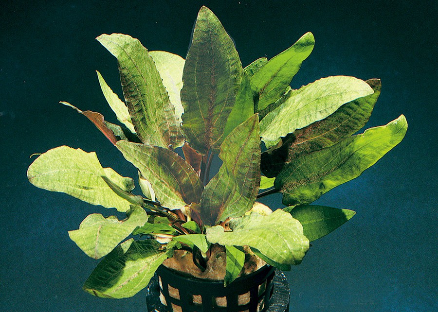 Cryptocoryne Wendtii 'Tropica' 6