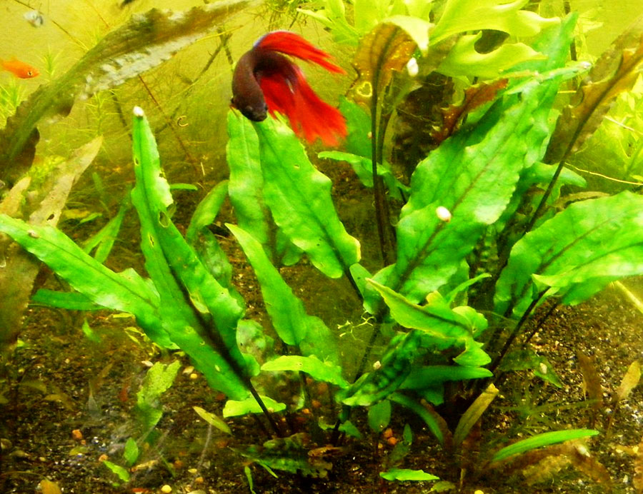 Cryptocoryne Wendtii Green