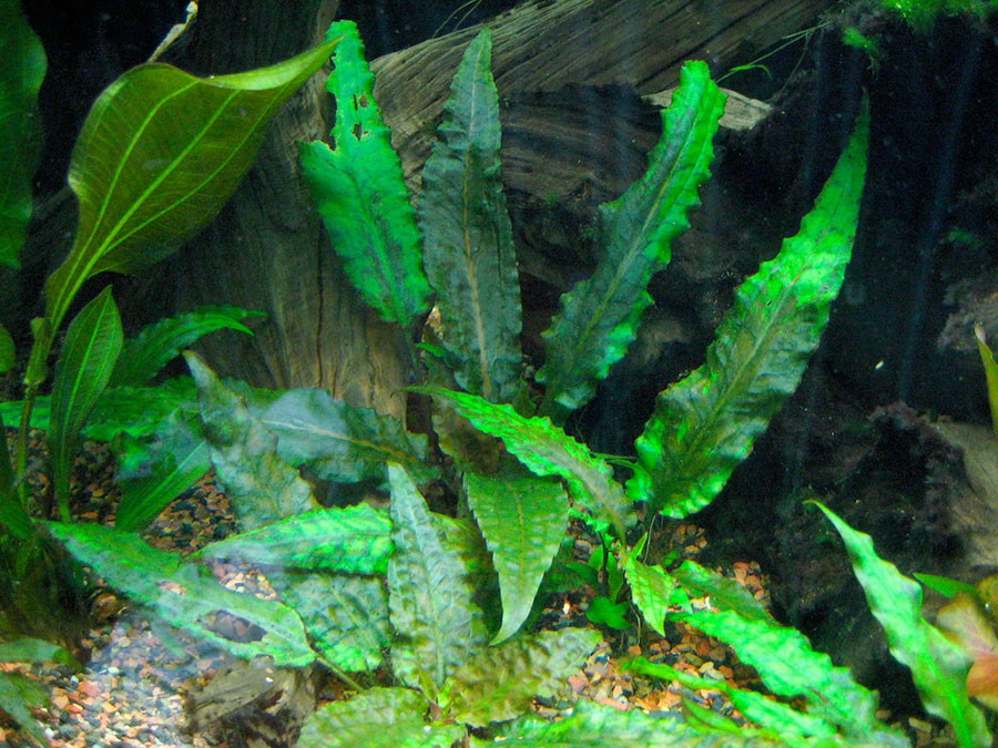 Cryptocoryne Wendtii 'Verde' 2