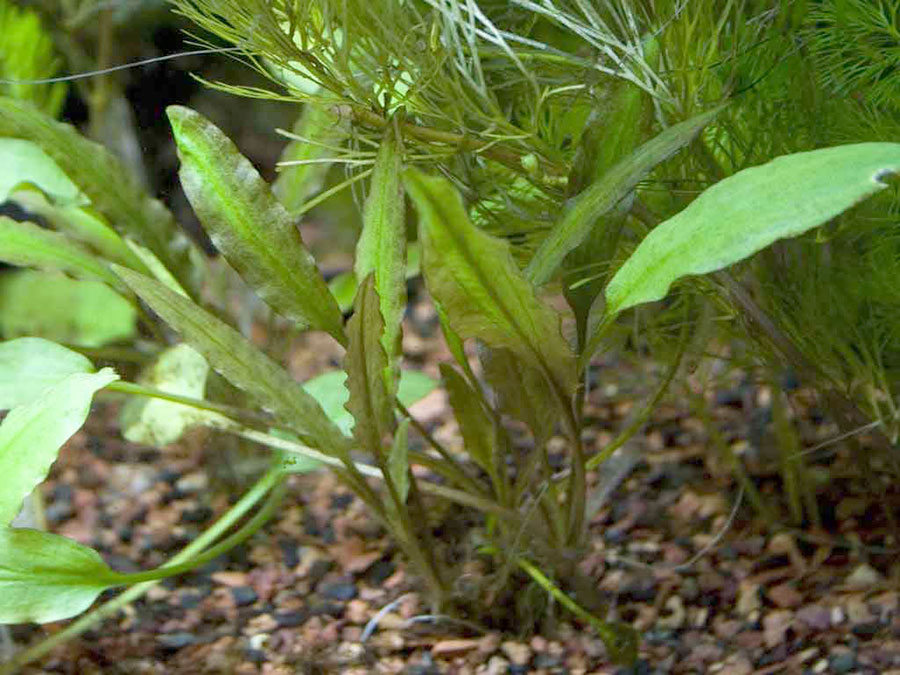 Cryptocoryne Wendtii 'Verde' 3