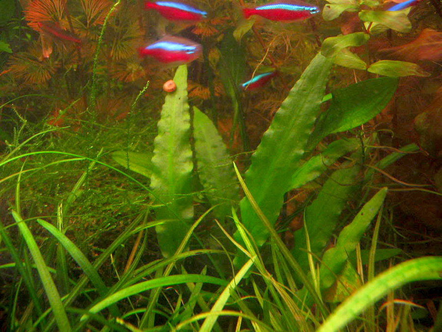 Cryptocoryne Wendtii 'Verde' 4