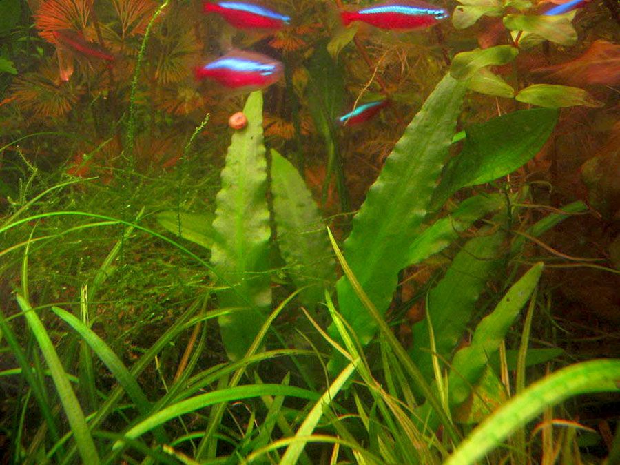 Cryptocoryne Wendtii 'Verde' 4