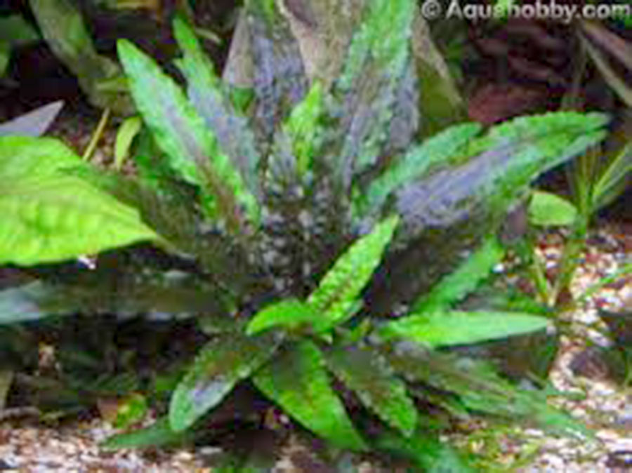 Cryptocoryne Wendtii 'Verde' 5