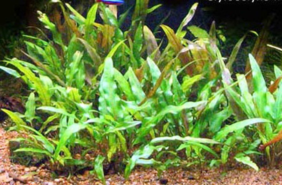Cryptocoryne Wendtii 'Verde' 6