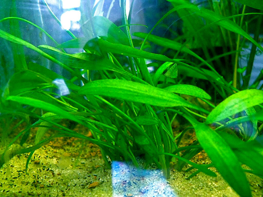 Cryptocoryne X Willisii 'Lucens' 2