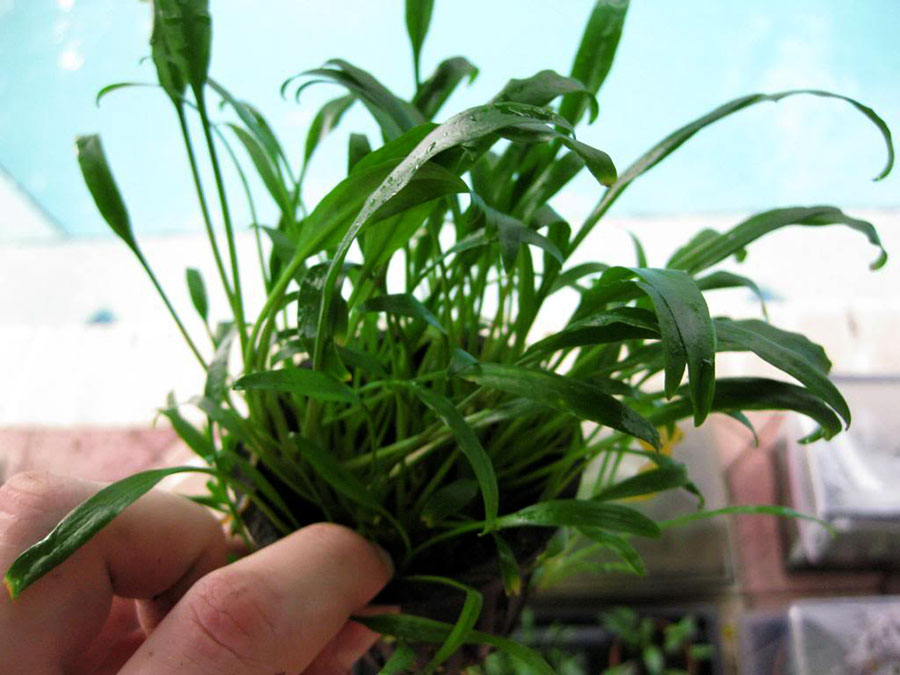 Cryptocoryne X Willisii 'Lucens' 3