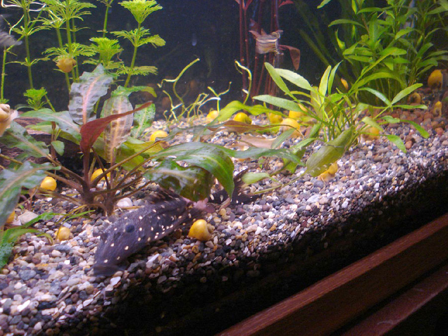 Cryptocoryne X Willisii 'Lucens' 4