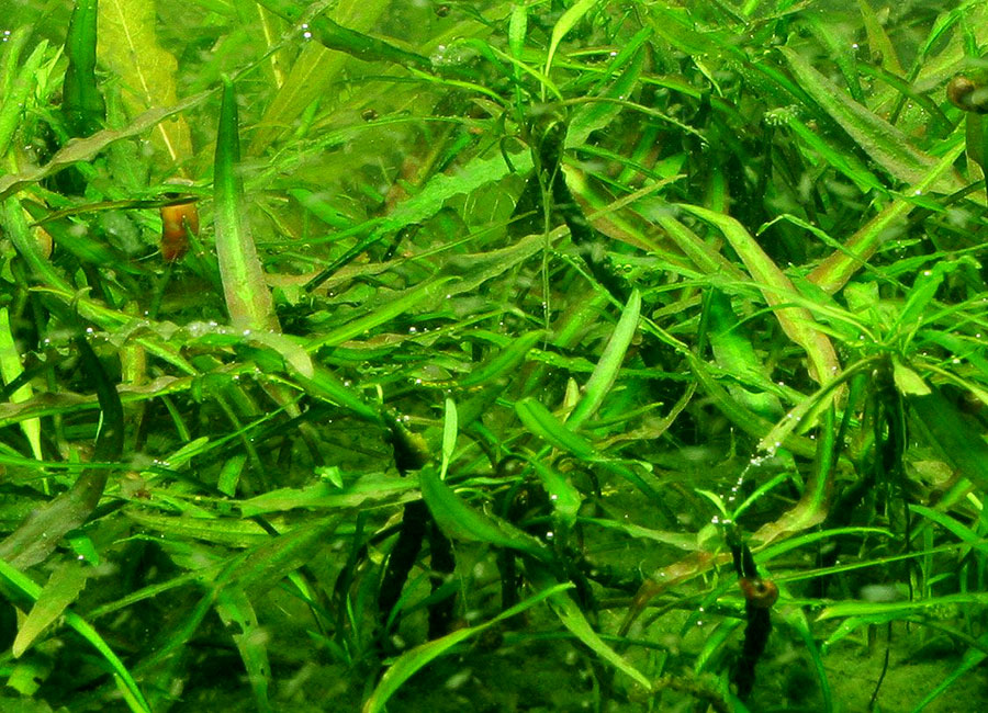 Cryptocoryne X Willisii 'Lucens' 5