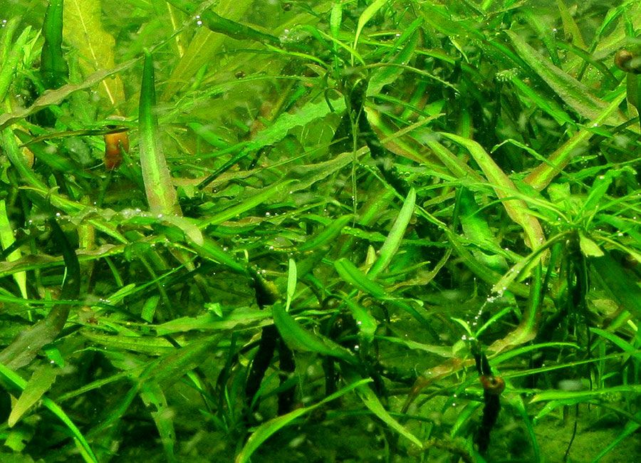 Cryptocoryne X Willisii 'Lucens' 5