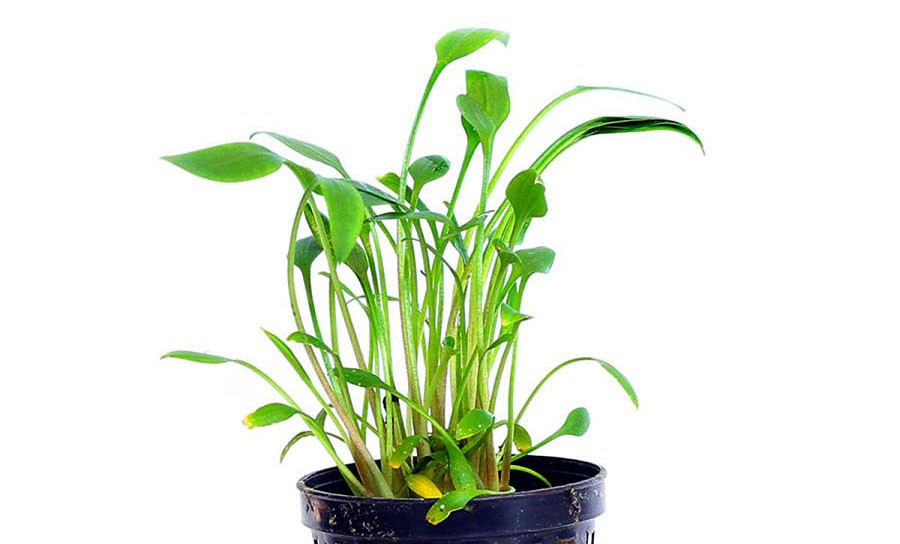 Cryptocoryne X Willisii 'Lucens' 6