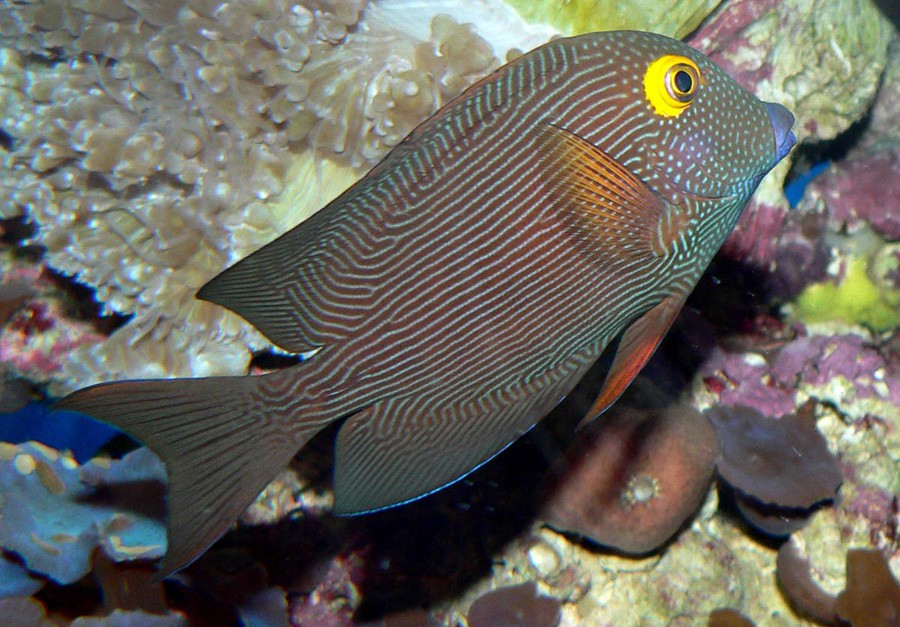 Cirujano de Anillo Dorado de Hawai