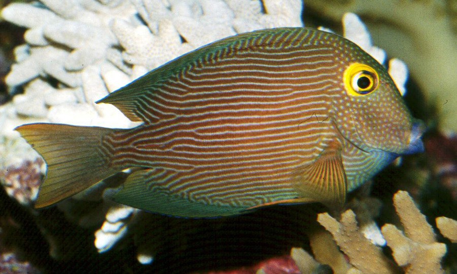 Ctenochaetus Strigosus 2
