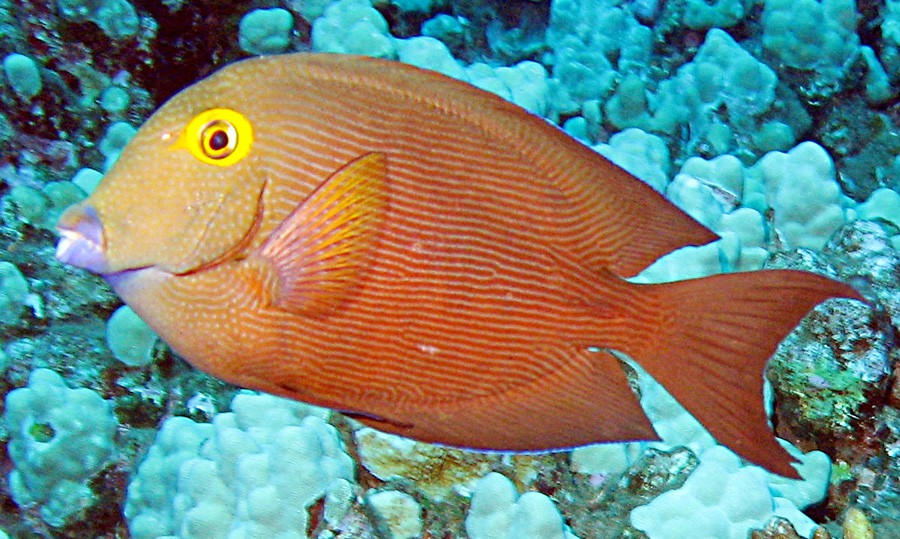 Ctenochaetus Strigosus 3