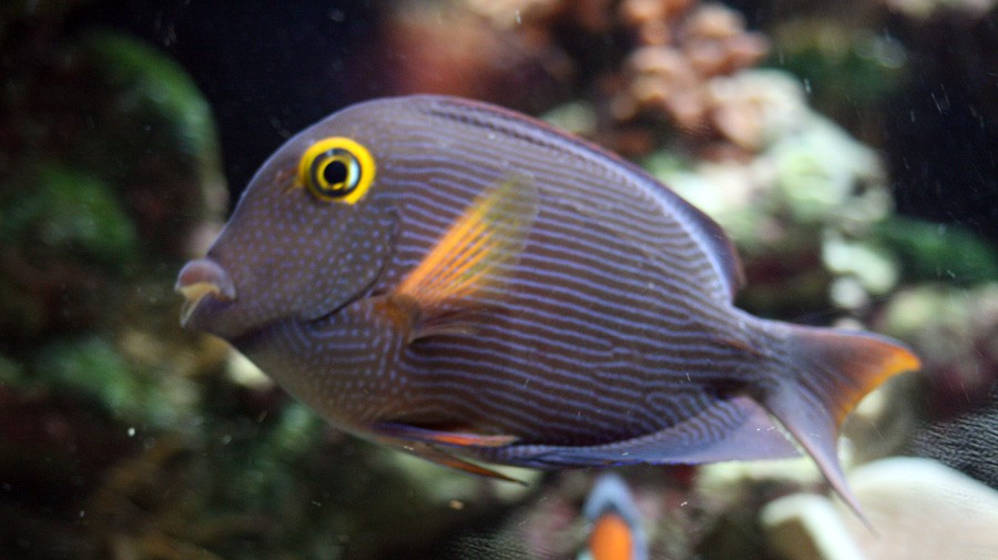 Ctenochaetus Strigosus 4