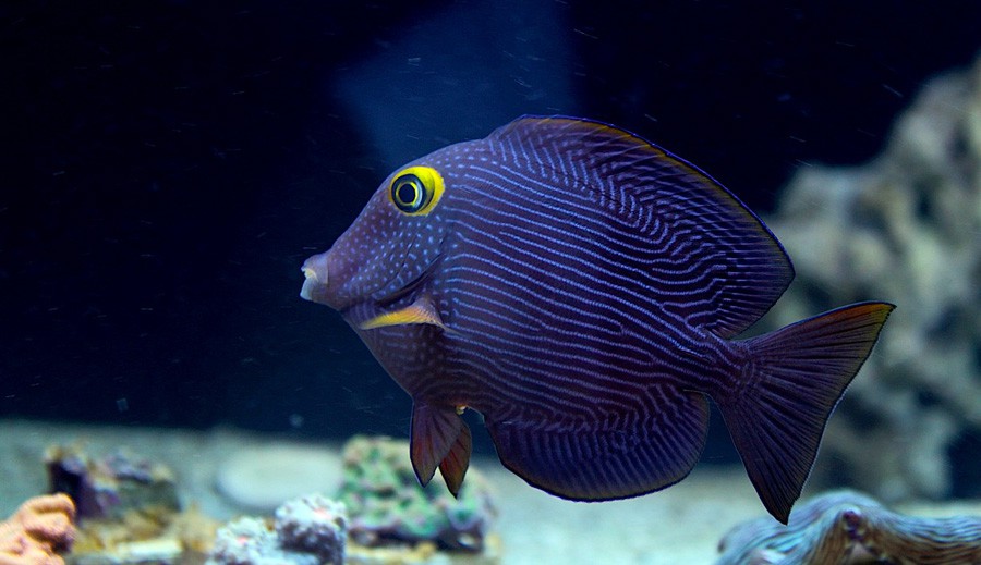 Ctenochaetus Strigosus 5