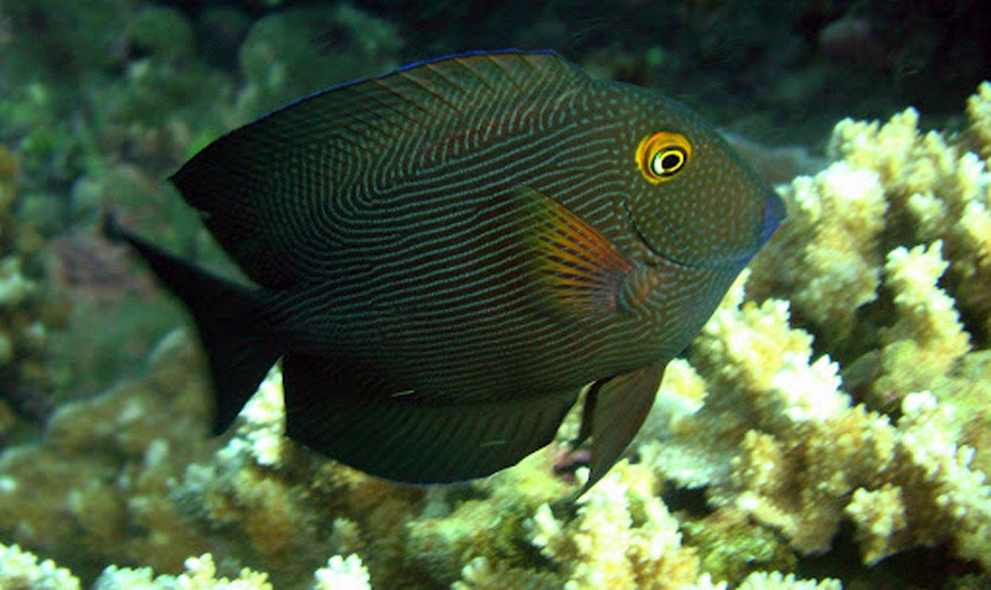 Ctenochaetus Strigosus 6