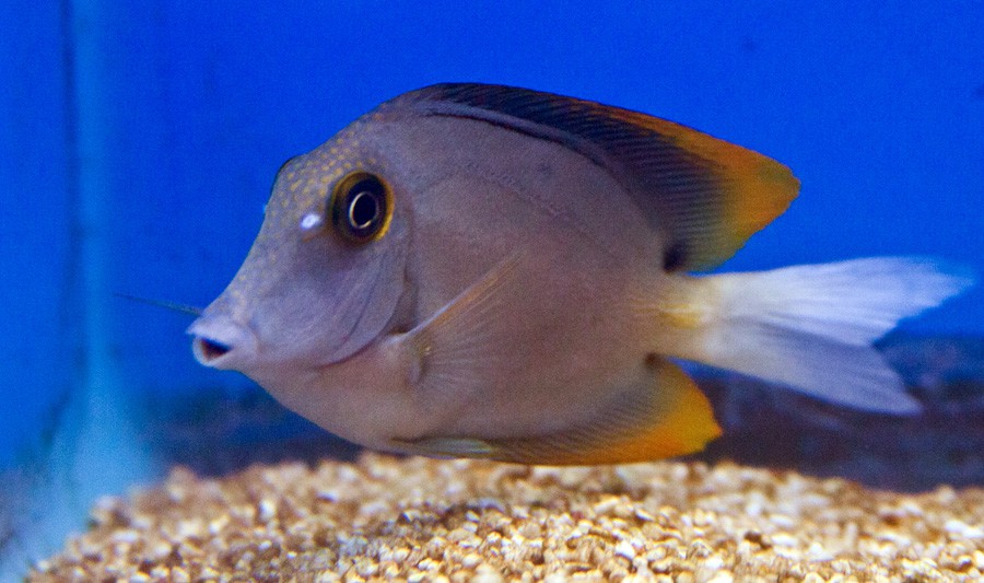 Ctenochaetus Tominiensis 3