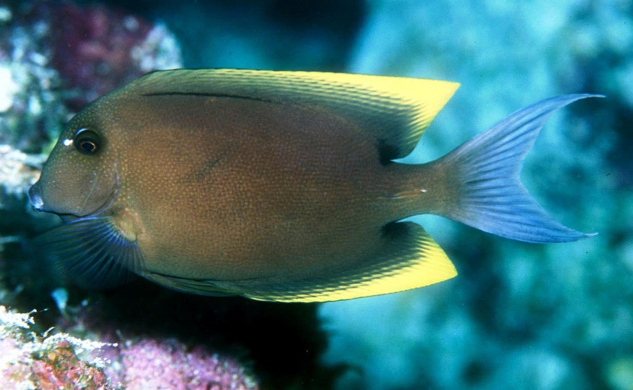 Ctenochaetus Tominiensis 4