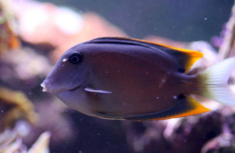 Ctenochaetus Tominiensis 5