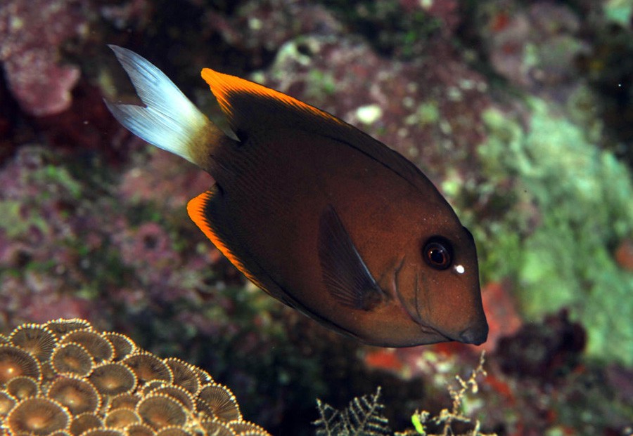 Ctenochaetus Tominiensis 6