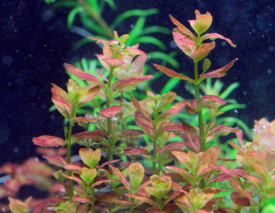 Cuphea Anagalloidea