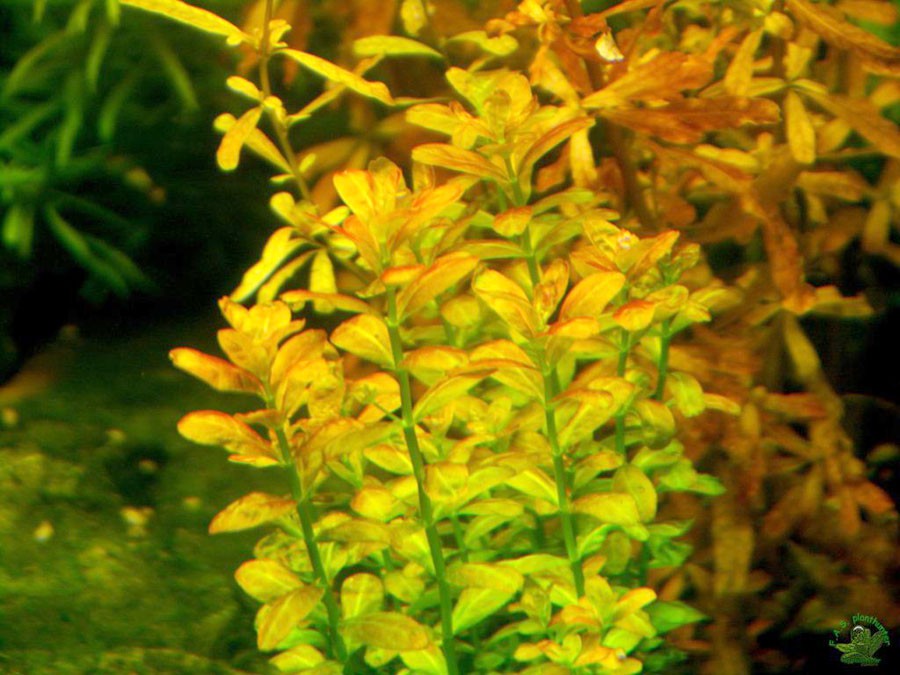 Cuphea Anagalloidea 2