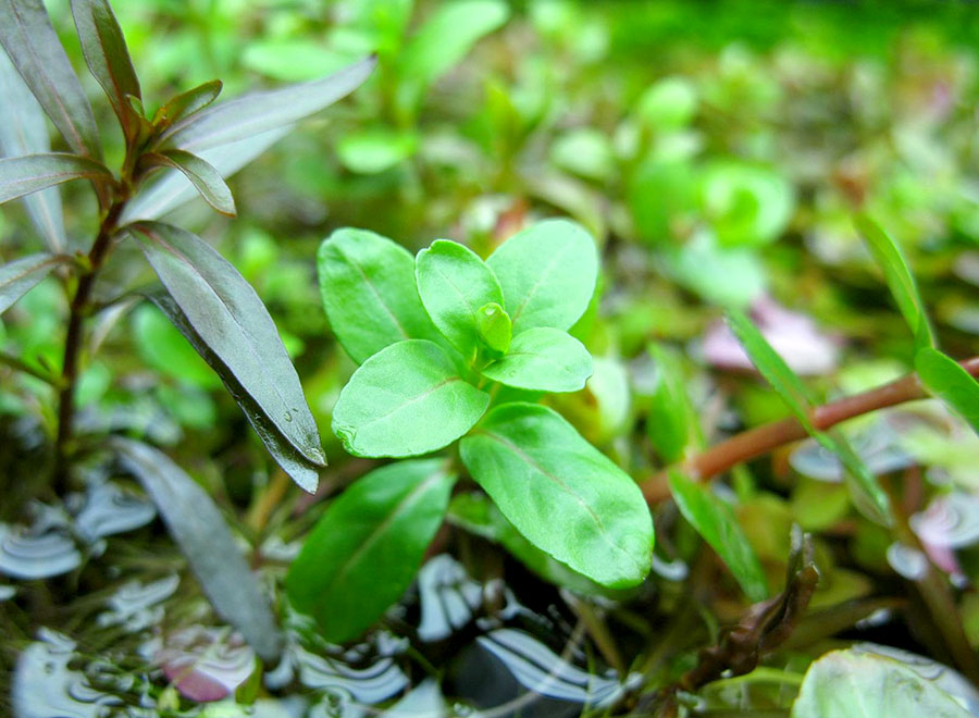 Cuphea Anagalloidea 3
