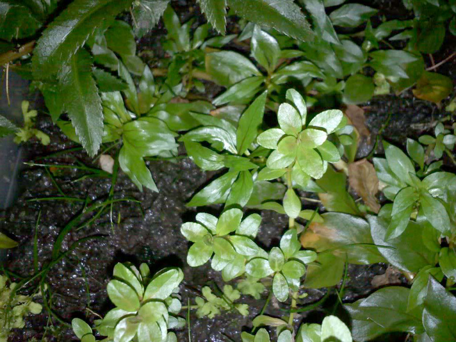 Cuphea Anagalloidea 4