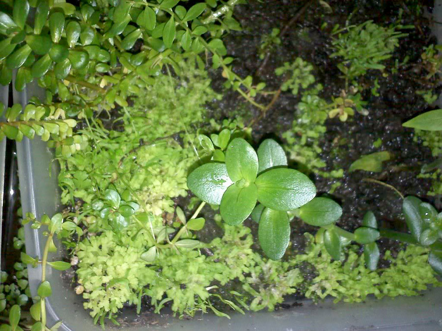 Cuphea Anagalloidea 5