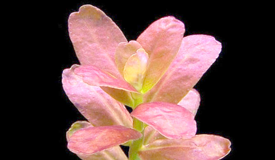 Cuphea Anagalloidea 6