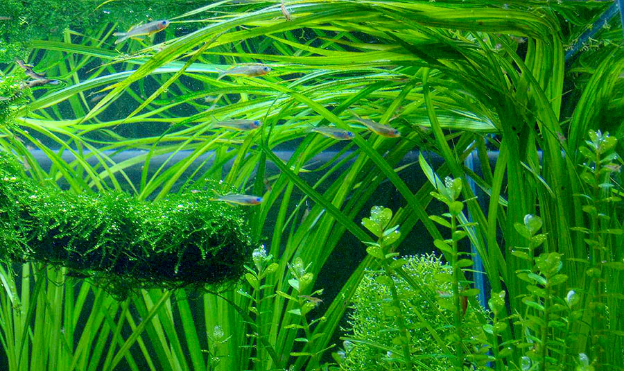 Cyperus Helferi 3