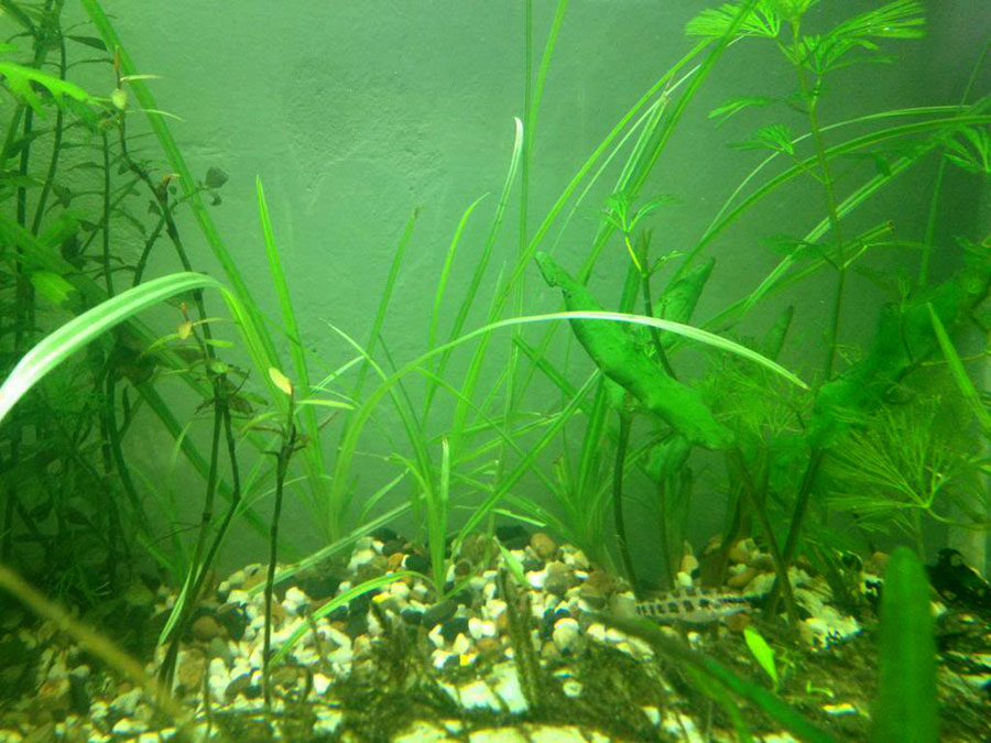 Cyperus Helferi 4