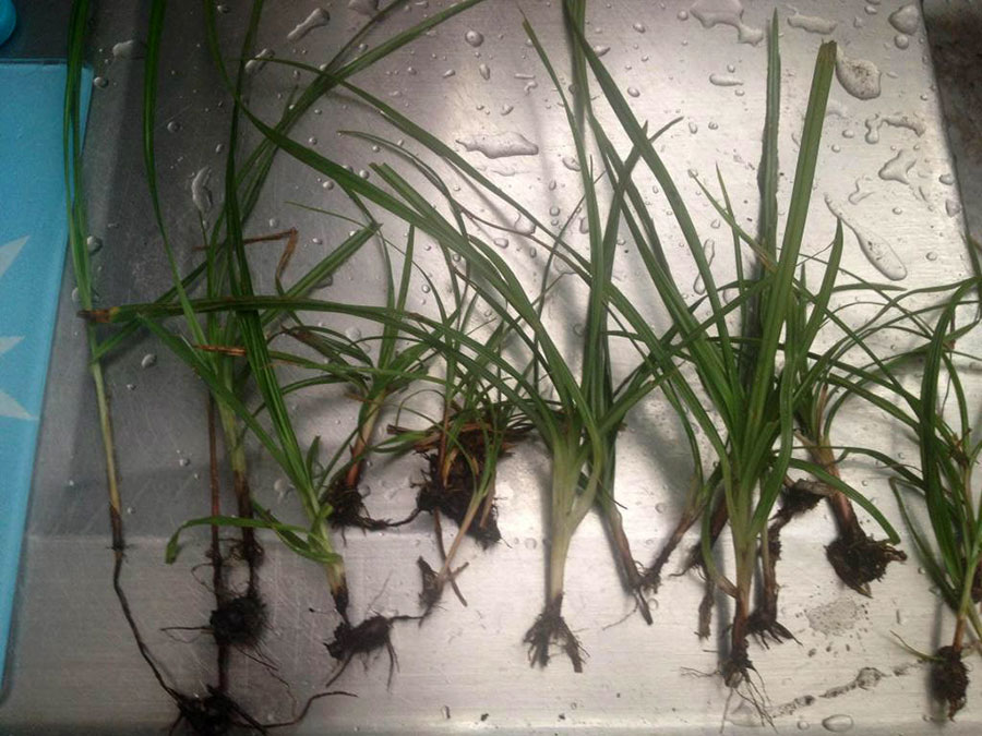 Cyperus Helferi 5