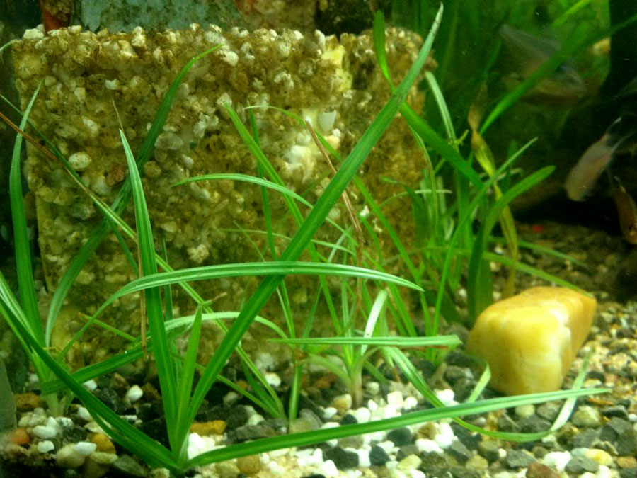 Cyperus Helferi 6