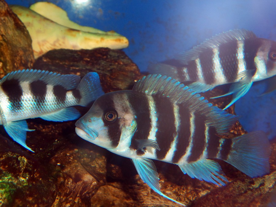 Cíclido Frontosa