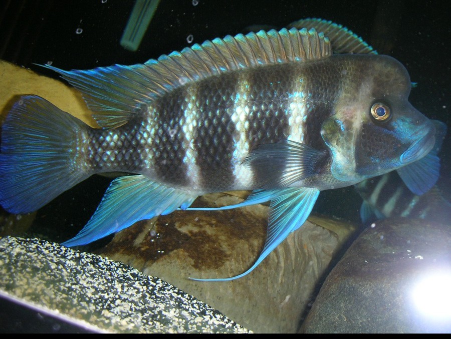 Cyphotilapia Frontosa 2