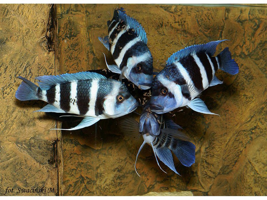 Cyphotilapia Frontosa 3