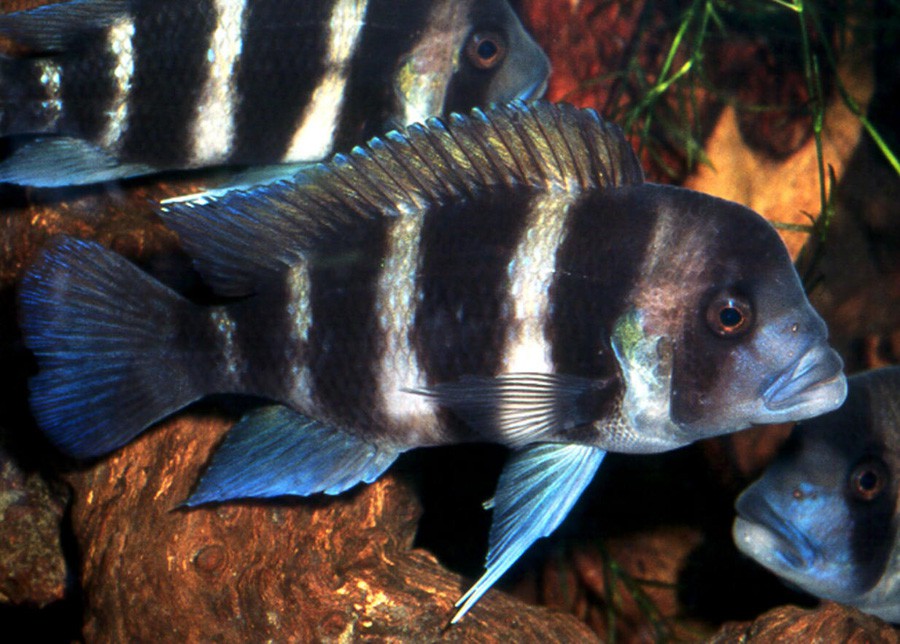 Cyphotilapia Frontosa 4