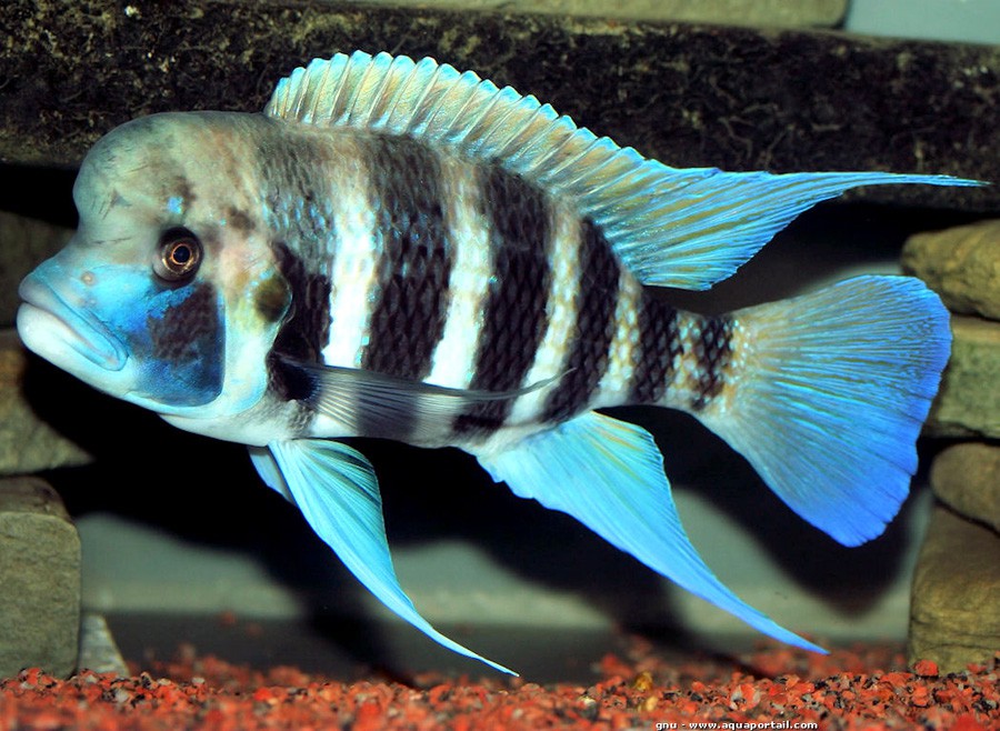 Cyphotilapia Frontosa 5
