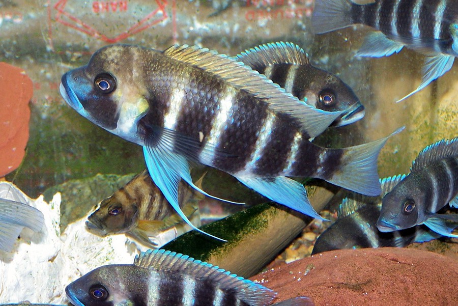 Cyphotilapia Frontosa 6