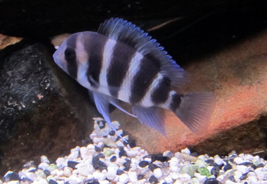 Cyphotilapia sp. North Burundi 2