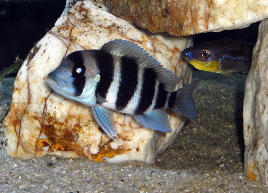 Cyphotilapia sp. North Burundi 3