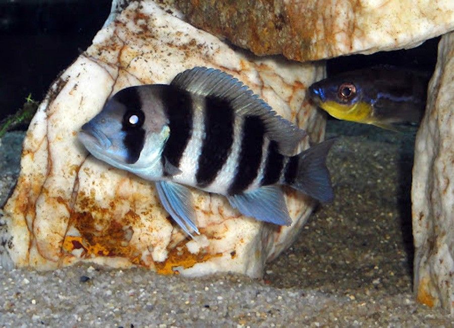Cyphotilapia sp. North Burundi 3
