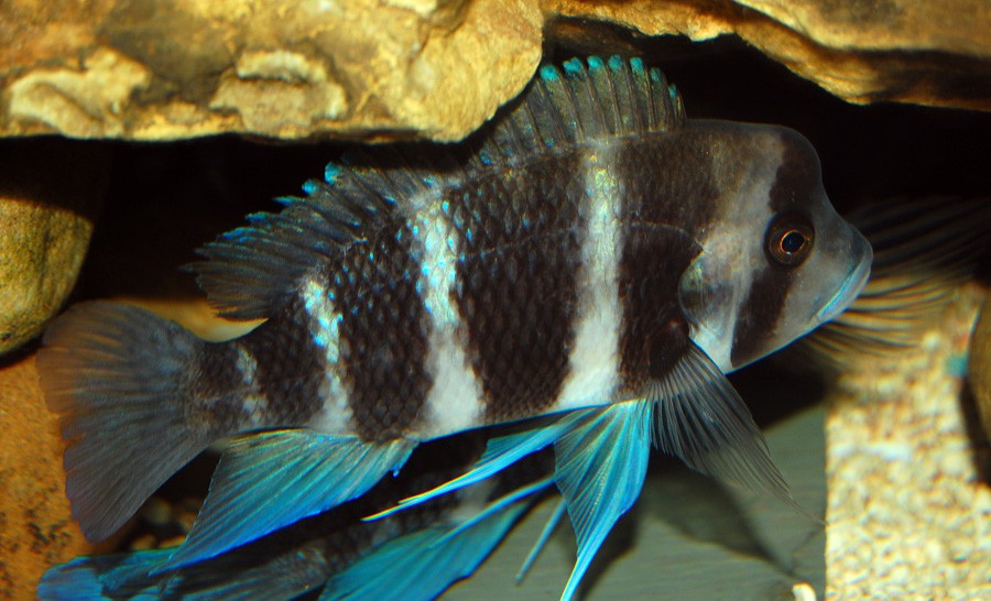 Cyphotilapia sp. North Burundi 4