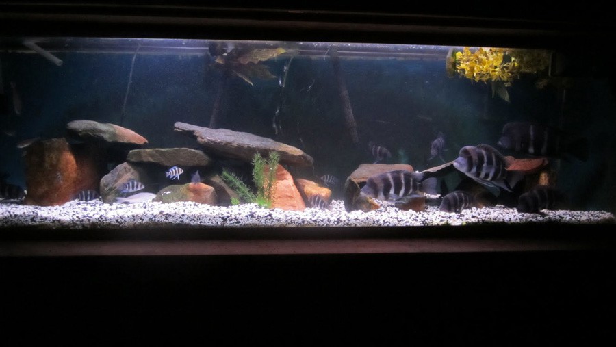 Cyphotilapia sp. North Burundi 5