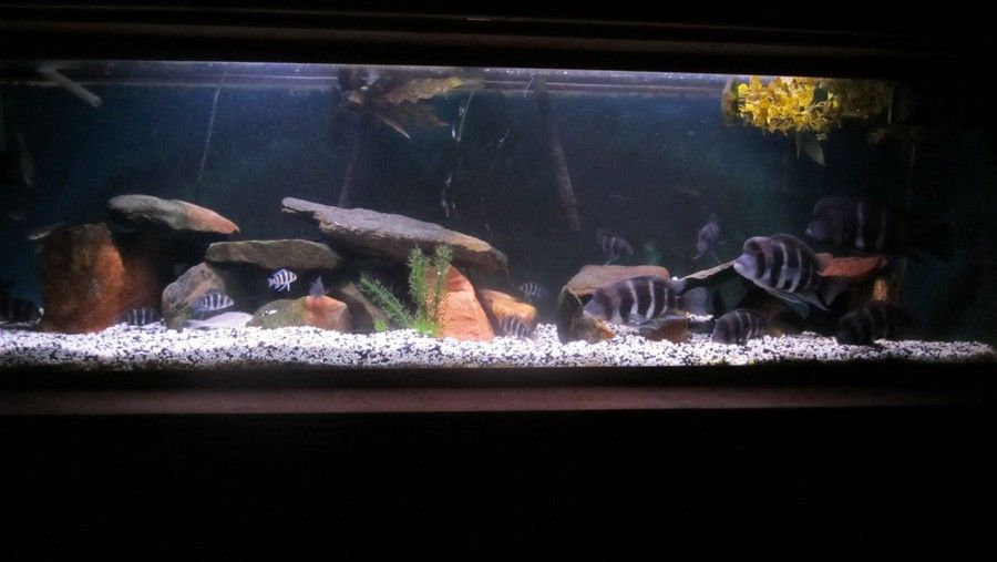 Cyphotilapia sp. North Burundi 5