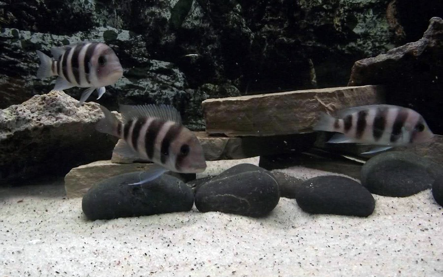 Cyphotilapia sp. North Burundi 6