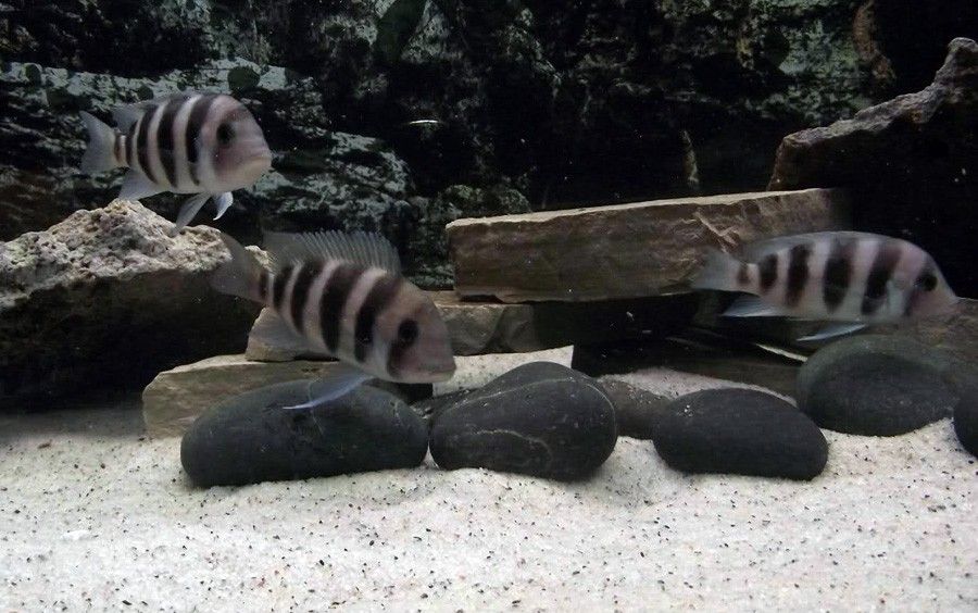 Cyphotilapia sp. North Burundi 6