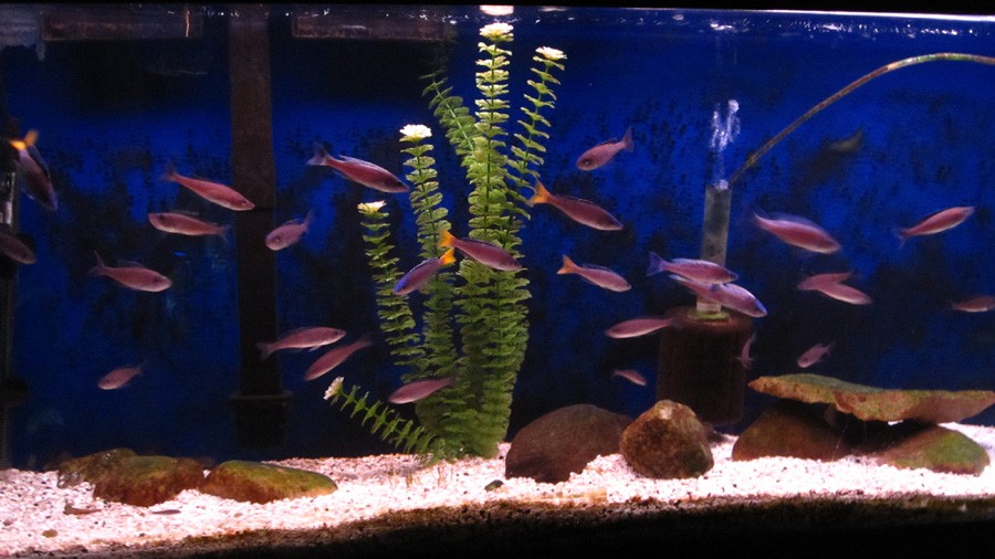 Cyprichromis Leptosoma 3