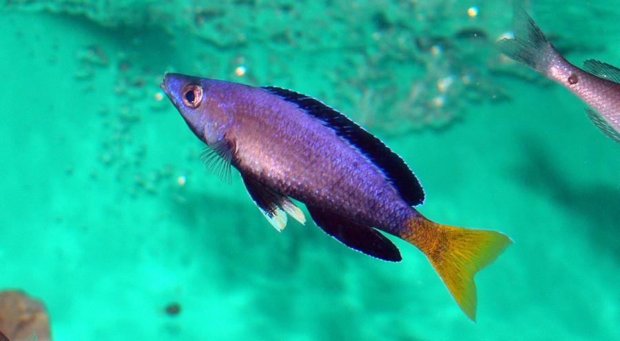 Cyprichromis Leptosoma 5